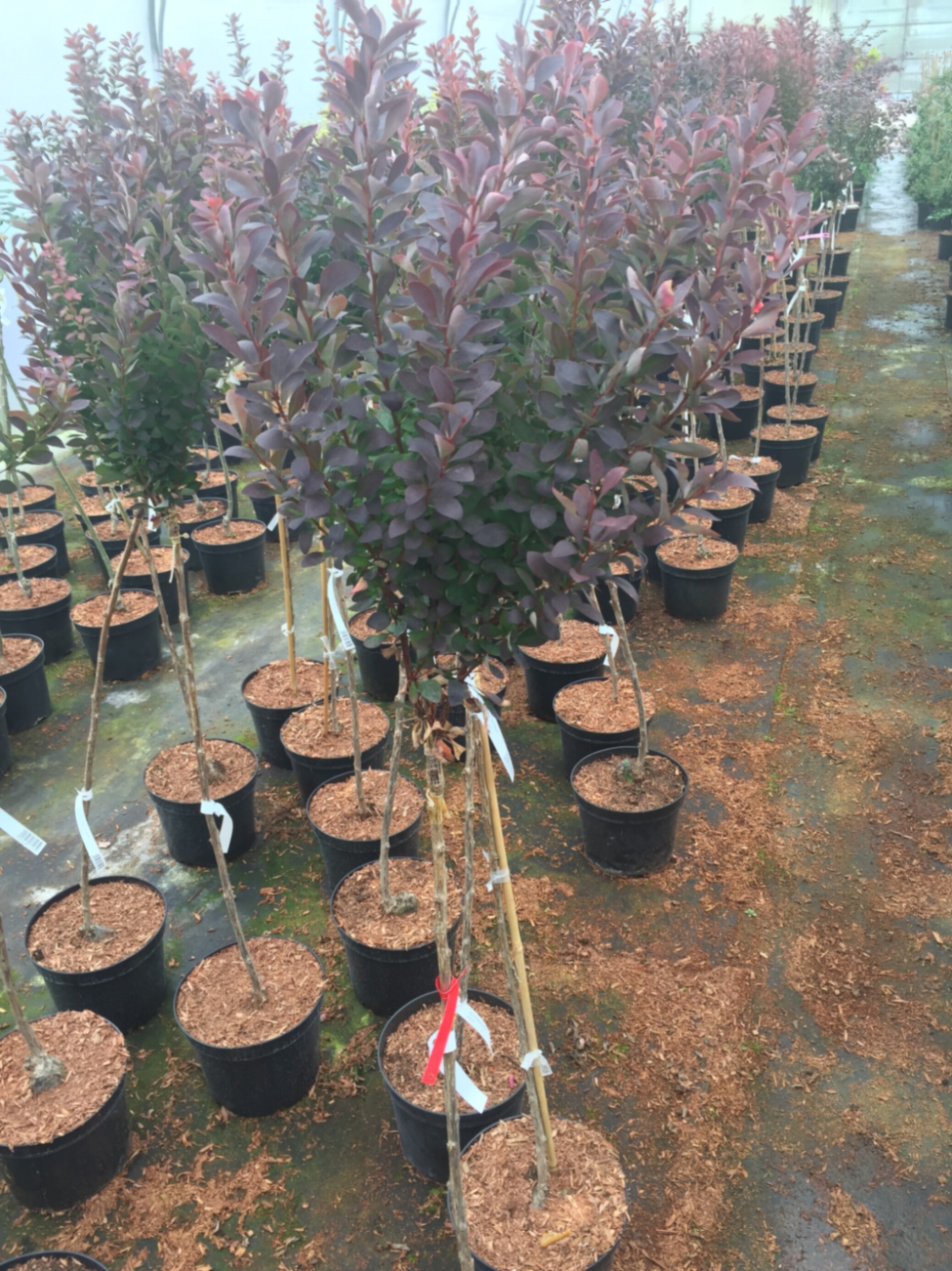 Барбарис тунберга Ред Рокет штамб 80